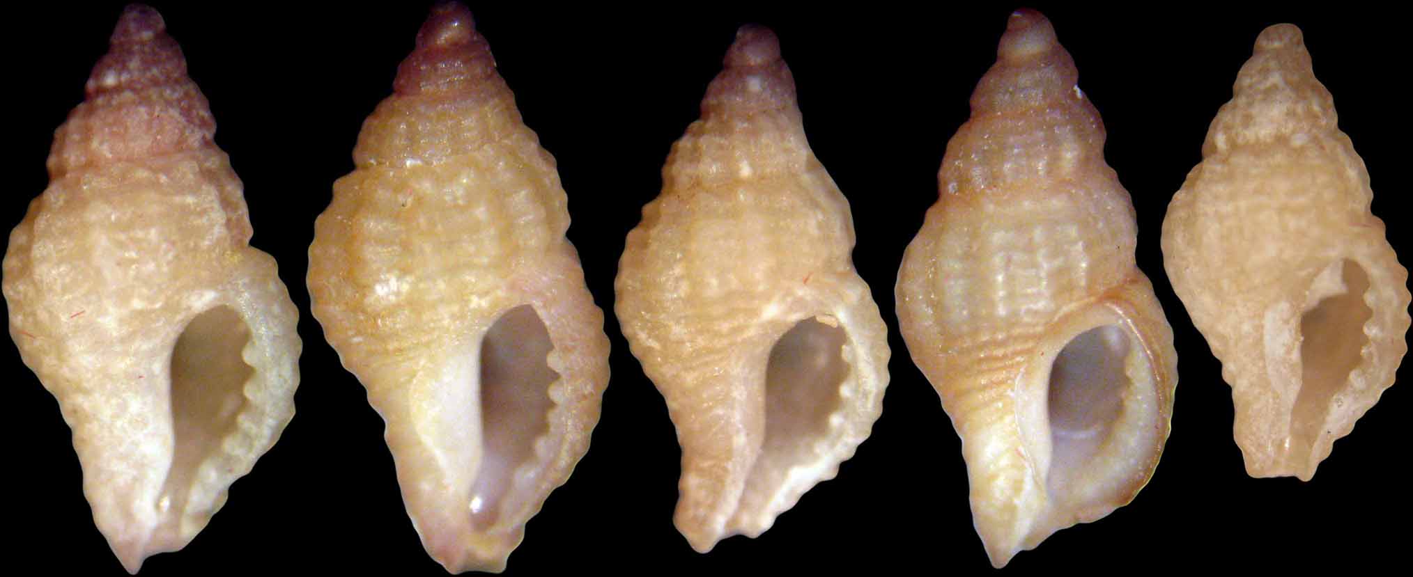 Piccolo Muricidae